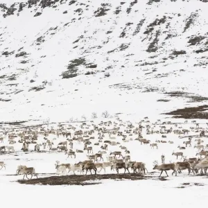 Renar i vinterlandskap i Lappland Nedsatt pris