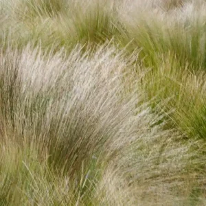Köp nu Dry grass I