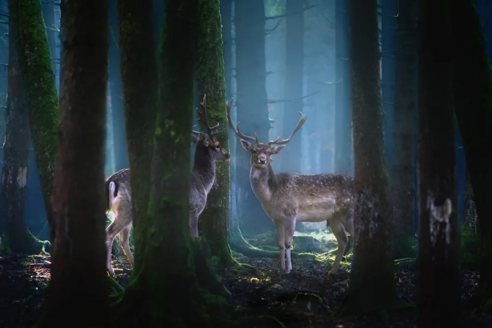 Handla nu Deers