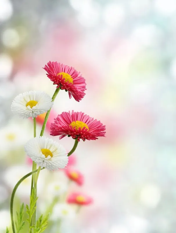 Spring Flowers Sista chansen