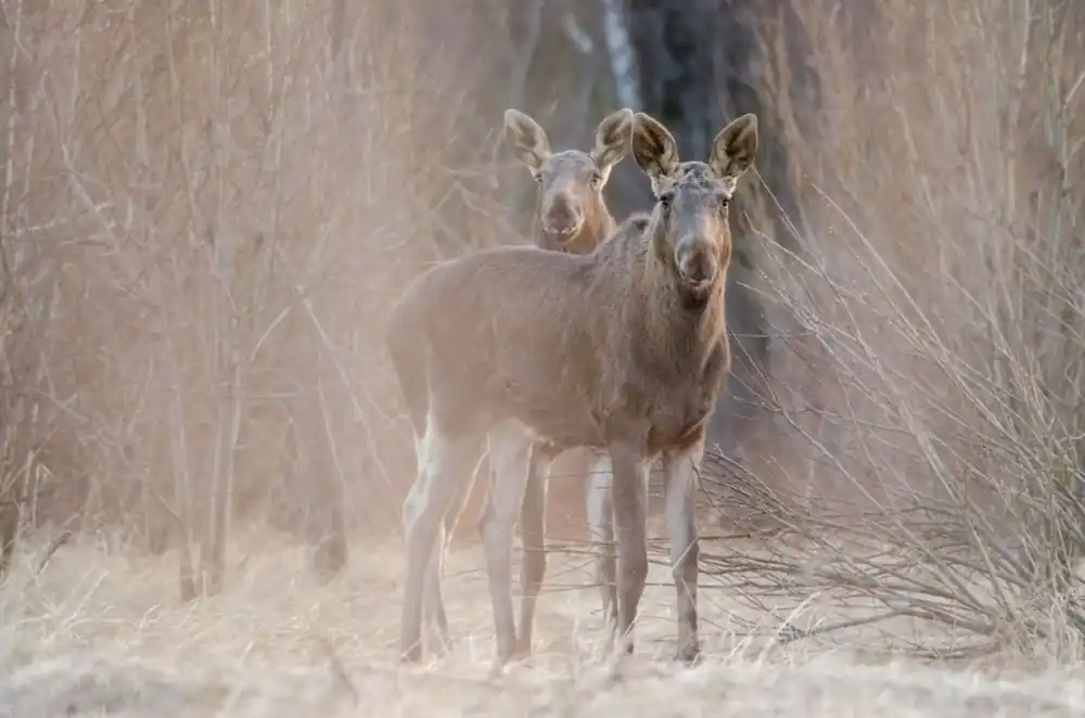 Two elks Watching risnedsättning