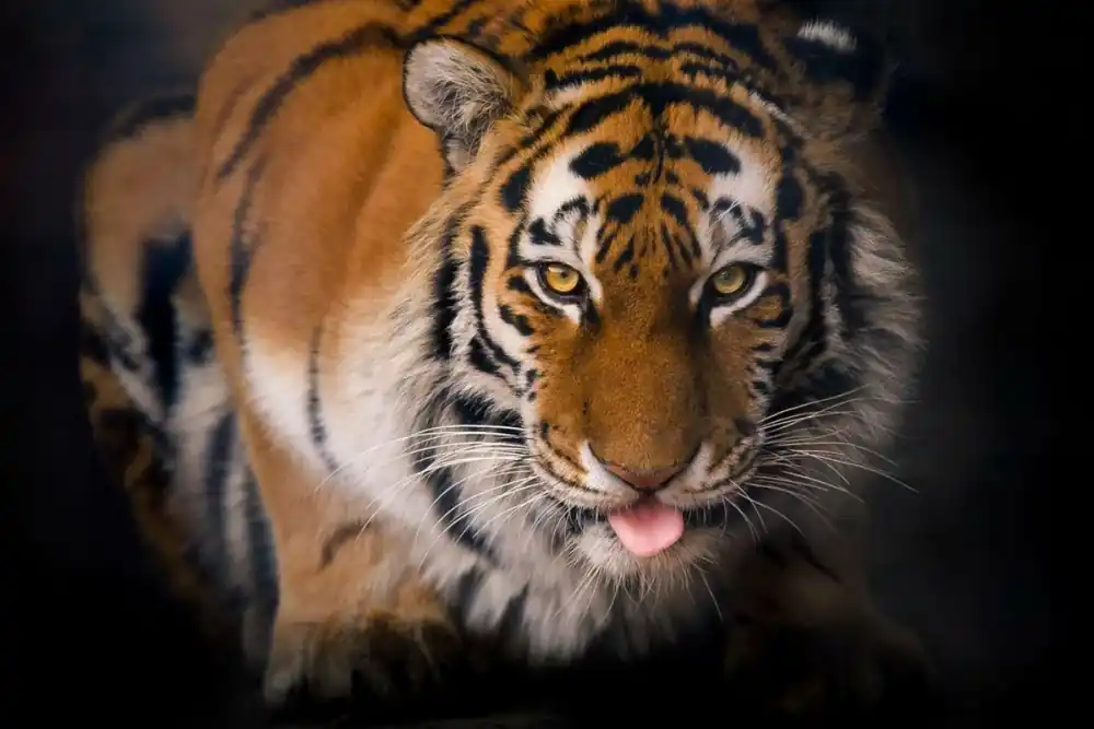 Extra rabatt Tiger