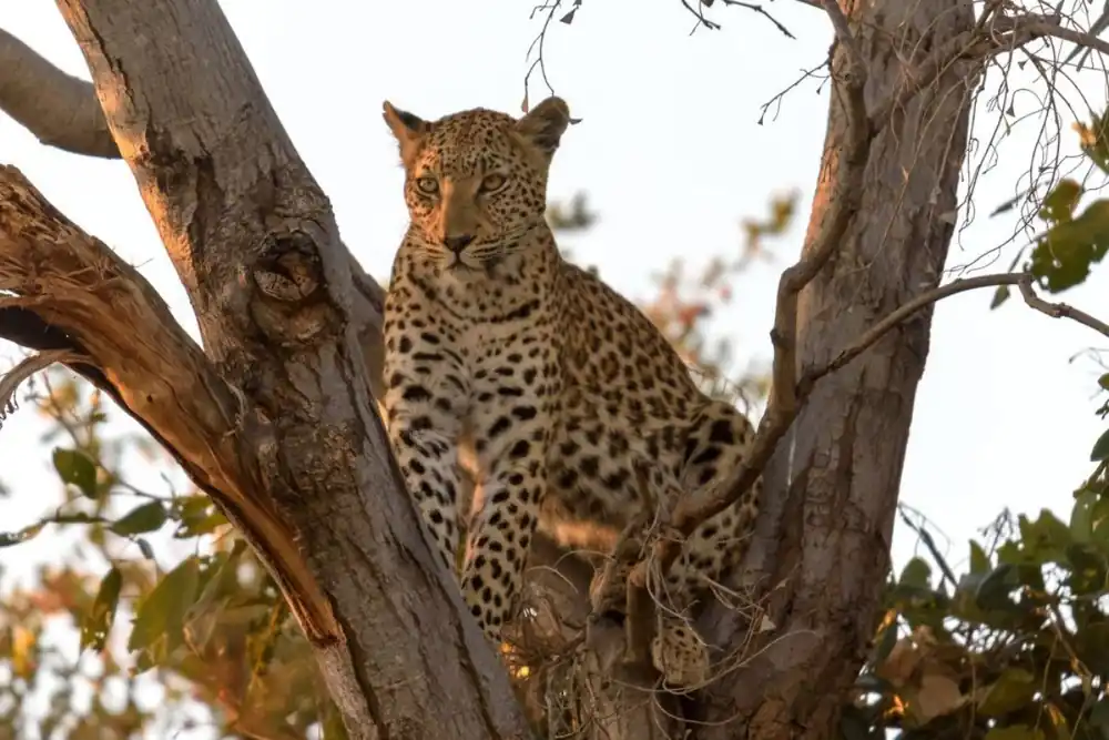 Leopard Rabatt