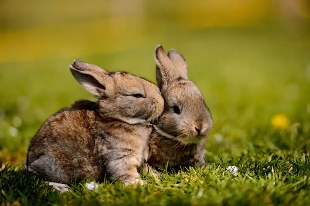 Rabbit Rea